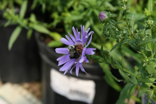 Blue purple flowers of garden aster Wood’s Blue