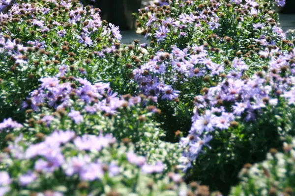 Flowers of garden aster Daydream