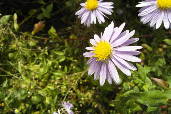 Violet New York aster flower heads