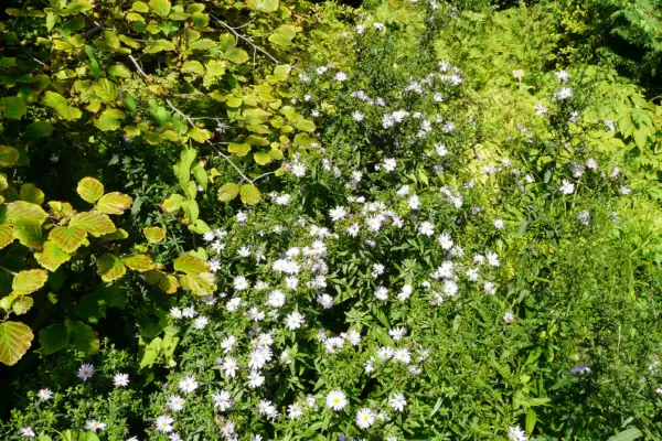 Symphyotrichum novi-belgii plant photographed by Andrea Moro