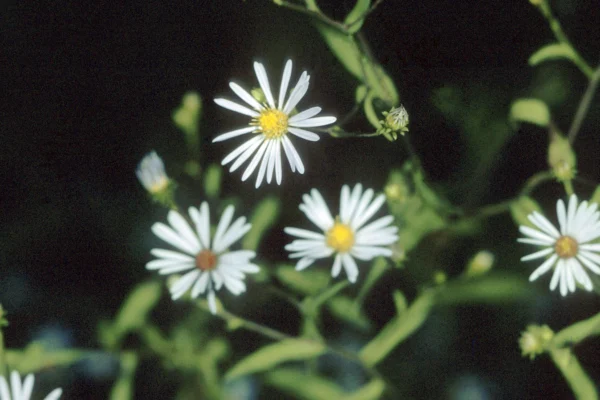 Symphyotrichum novi-belgii var. novi-belgii photographed for the USDA plant guide