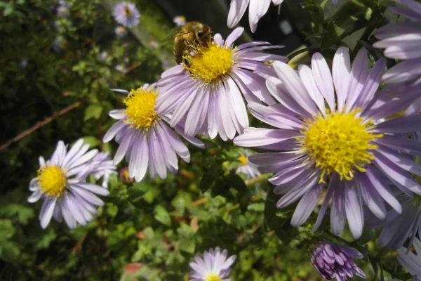 A bee visiting violet New York aster flowers