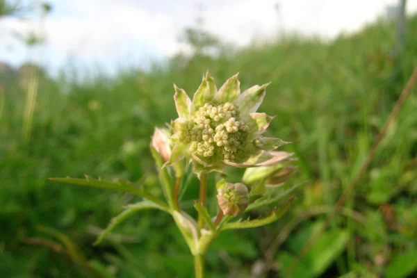 Flowers of Astrantia major at Schynige Platte