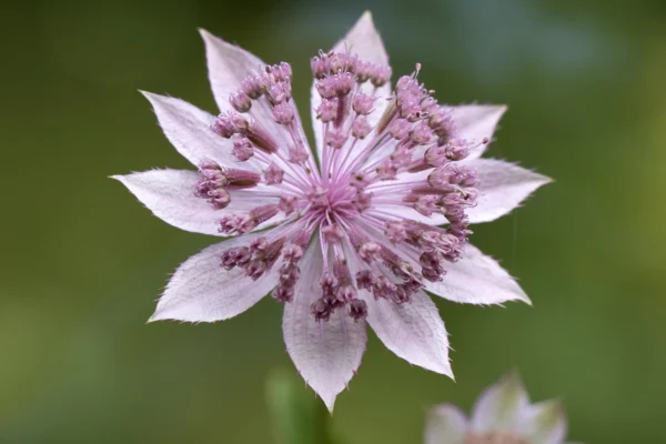 Astrantia maxima flower photographed in Turkey