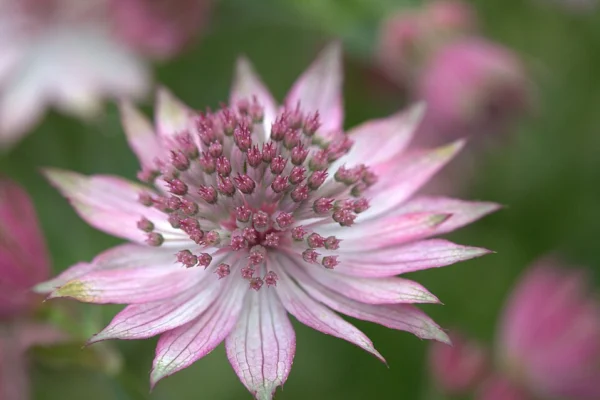 Flower of Astrantia Roma at Gothenburg botanical garden