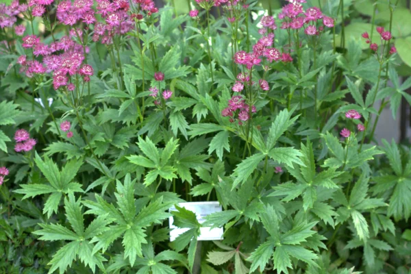 Astrantia major Ruby Wedding at Gothenburg botanical garden