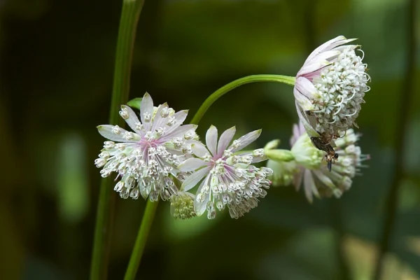 Astrantia major photographed by Wouter Hagens