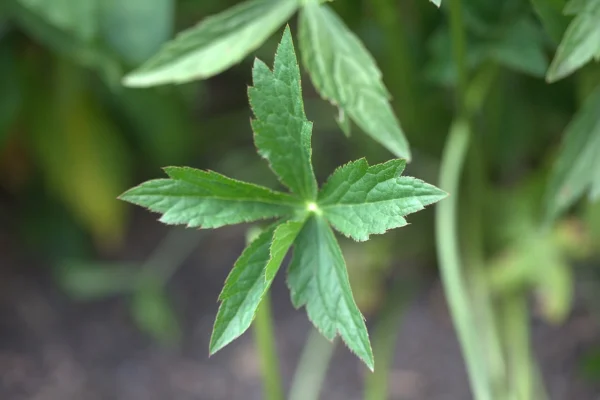 Lobed leaf of Astrantia Roma