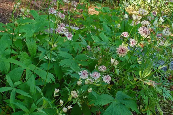 Astrantia major growing beside Heidi’s Flower Trail near St Moritz