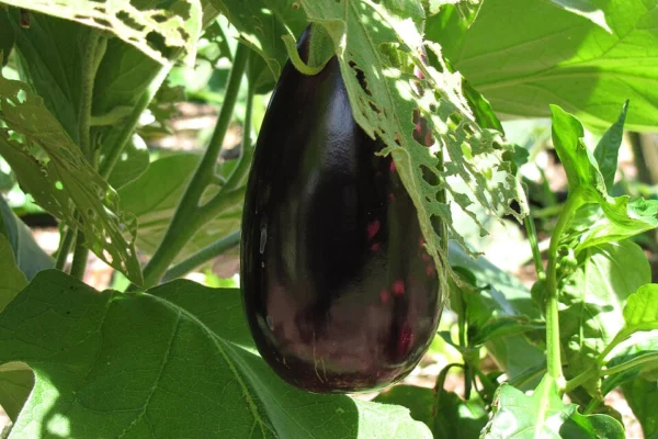 Black Beauty aubergine fruit