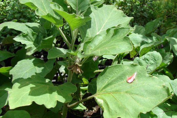 Aubergine plant with broad green leaves