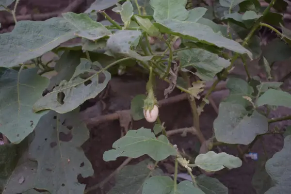 White aubergine fruit growing among leaves