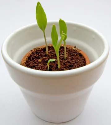 Aubergine seedlings growing in a white pot