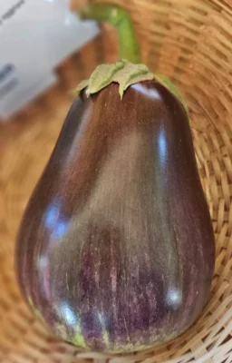 Black Beauty aubergine entered in a produce display