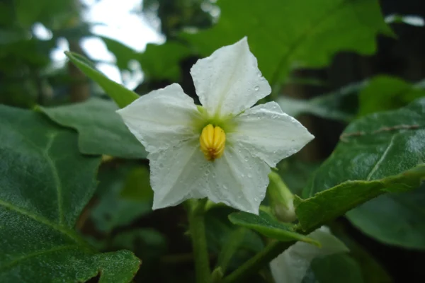 Flower of a white fruited aubergine