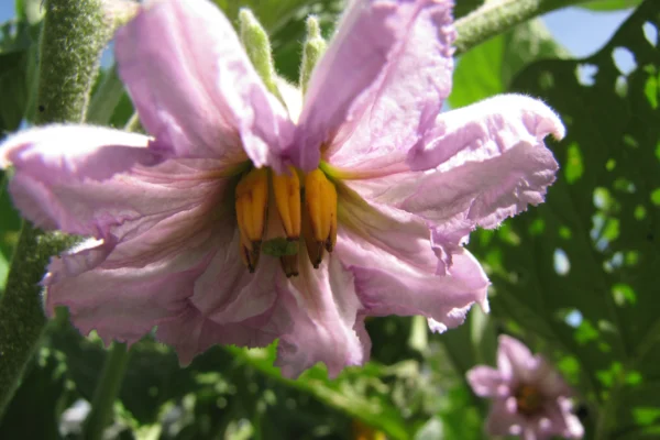 Black Beauty aubergine flower
