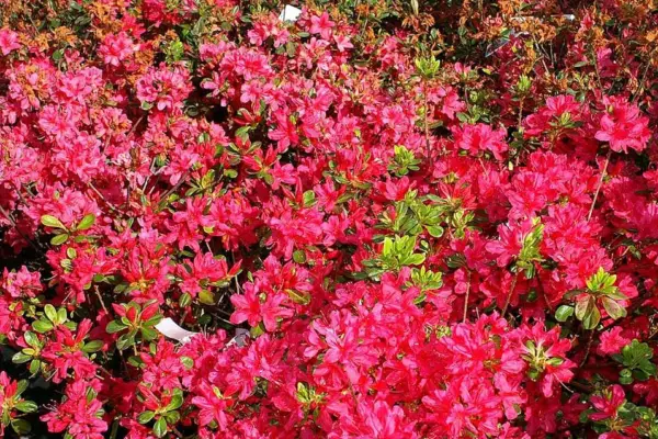 Rhododendron Hinode-giri azalea flowers