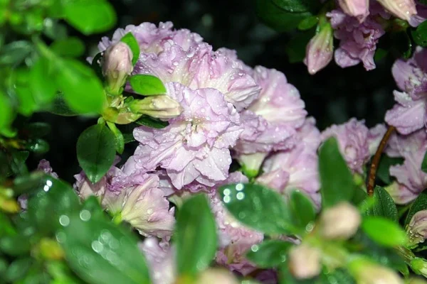 Rhododendron Elsie Lee azalea flowers