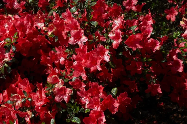 Rhododendron Aladdin evergreen azalea in flower