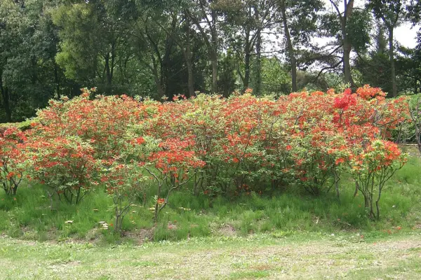 Rhododendron molle subsp. japonicum Japanese azalea