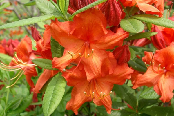 Japanese deciduous azalea Rhododendron molle subsp. japonicum