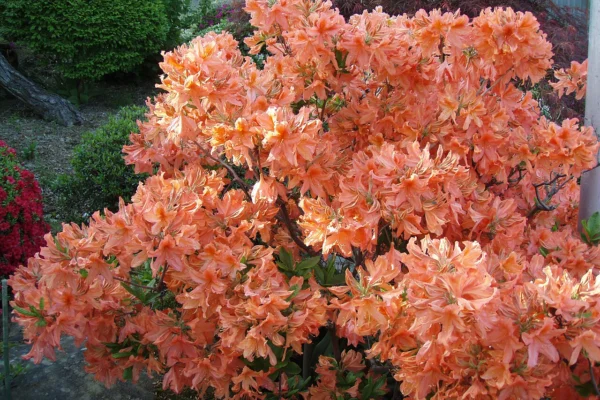 Flowers of Rhododendron molle subsp. japonicum photographed in Japan