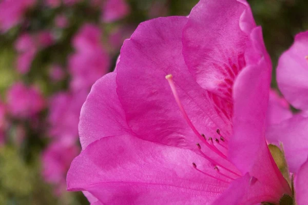Side view of a magenta azalea flower, cultivar unidentified