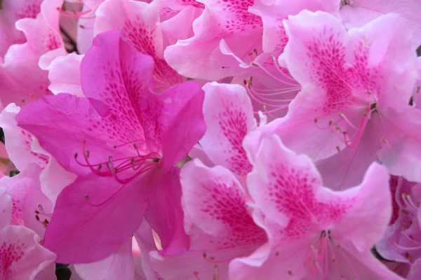 George Lindley Taber azalea flowers including a reverted flower
