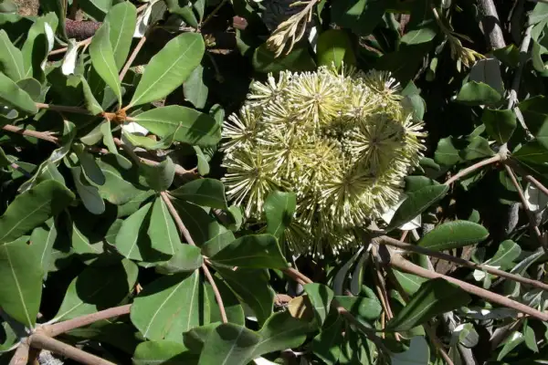 Flowering Banksia integrifolia