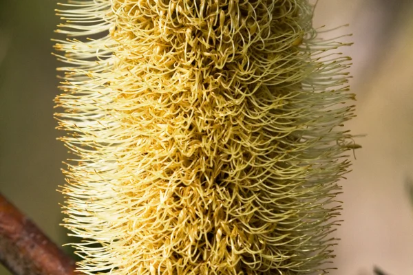 Silver banksia flower spike