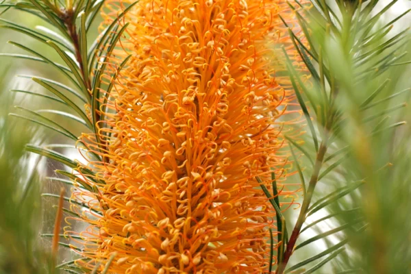 Detail of Banksia ericifolia flowers