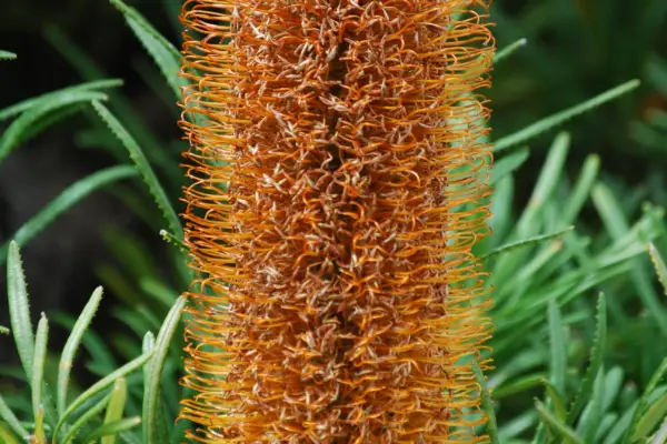 Banksia spinulosa flower spike