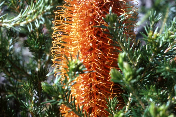 Heath banksia at La Perouse in New South Wales