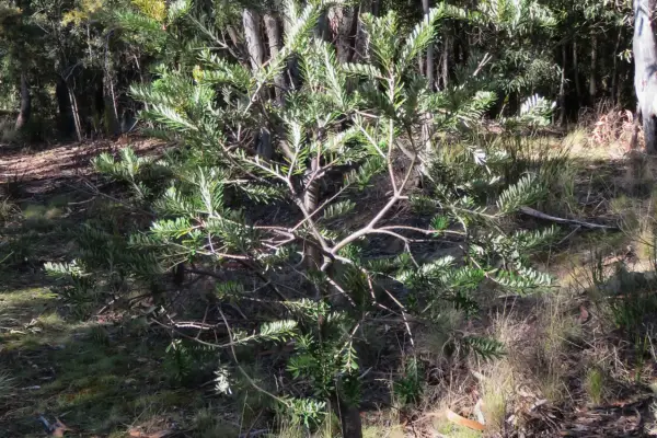 Banksia marginata at Honeysuckle Creek