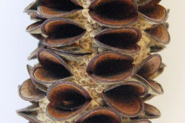 Woody seed head of Banksia integrifolia