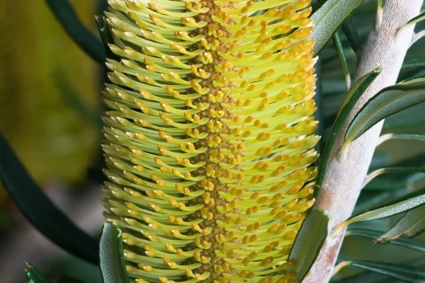 Banksia marginata in Tasmania