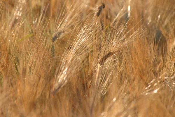 Golden barley ears in a field