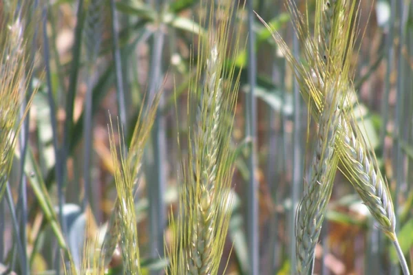 Green barley ears with fine bristles