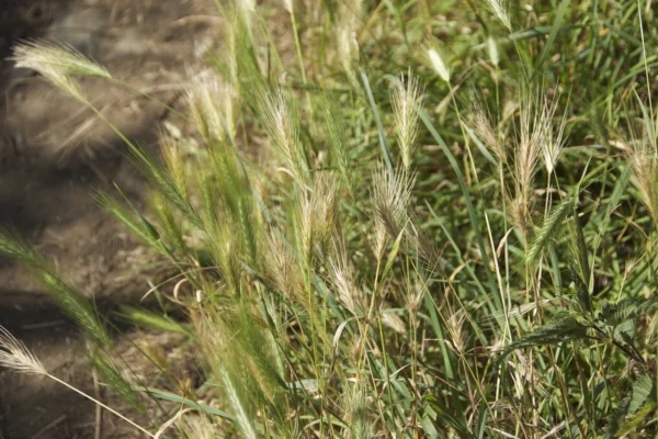 Barley ears and stems growing in a field