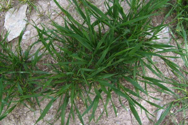 Young barley plants at the tillering stage
