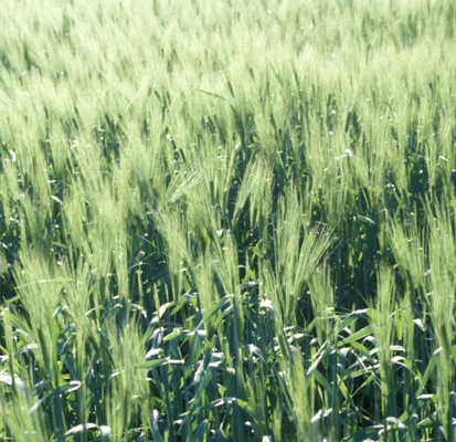 Barley field photographed against the light