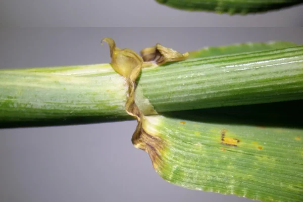 Barley stem, leaf sheath and ligule