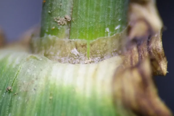 Close view of a barley leaf sheath and ligule