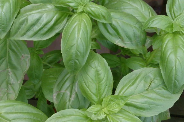 Sweet basil growing in a pot