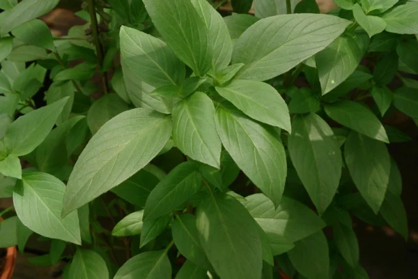 Thai basil Ocimum basilicum Horapha
