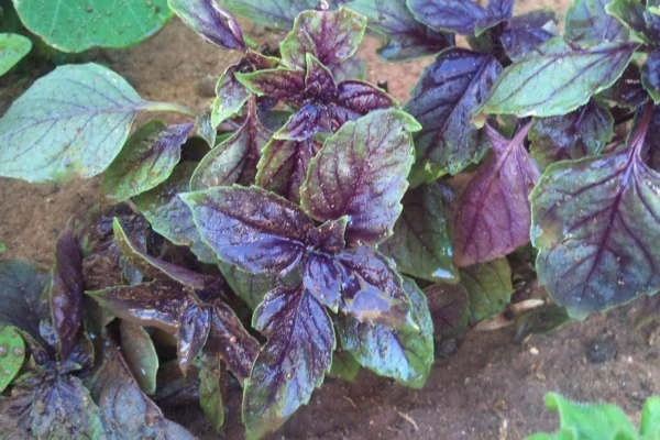 Purple and green basil leaves