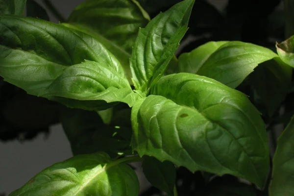 Glossy green sweet basil leaves