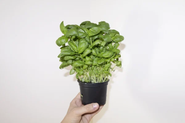 Abundant sweet basil leaves in a plastic pot