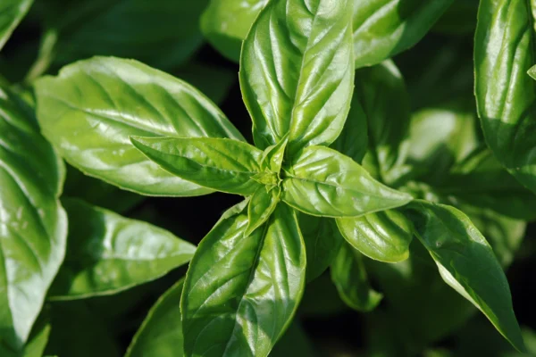 Ocimum basilicum growing in a garden