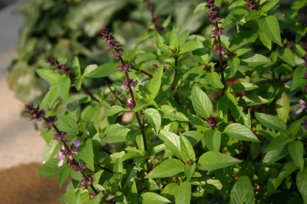 Thai basil with flower spikes